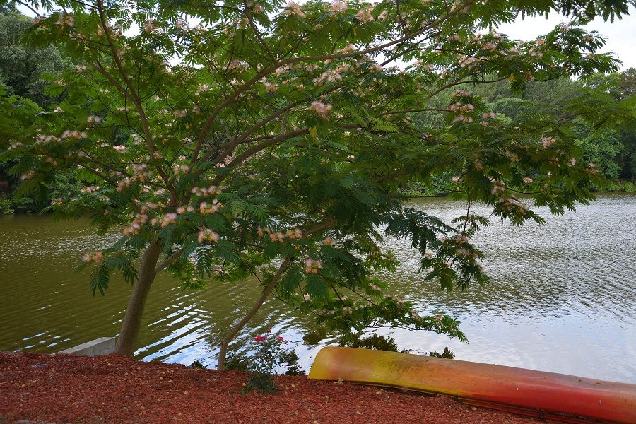 <p>2 Person Kayak lies below the Mimosa tree waiting for the morning launch</p>