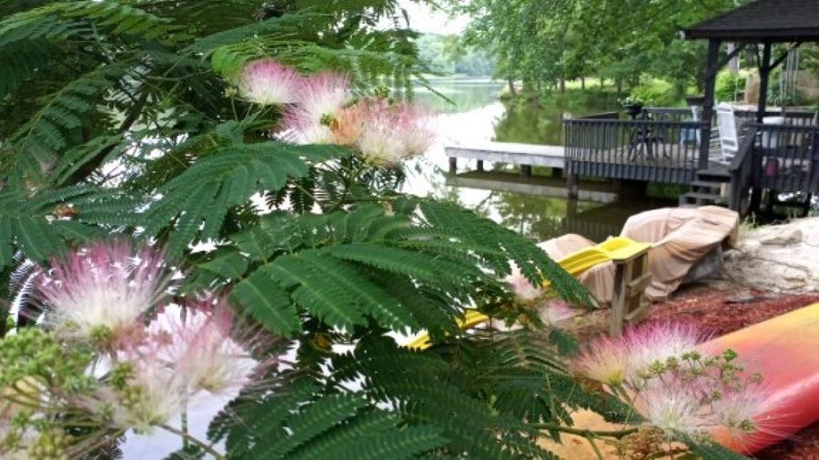 <p>Not a trip to Hawaii, but the Mimosa trees in bloom make me want an umbrella in my milkshake</p>