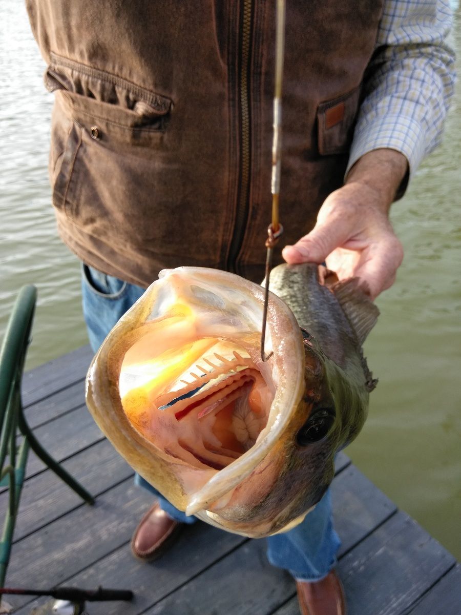 <p>So thats why they call them Big Mouth Bass</p>