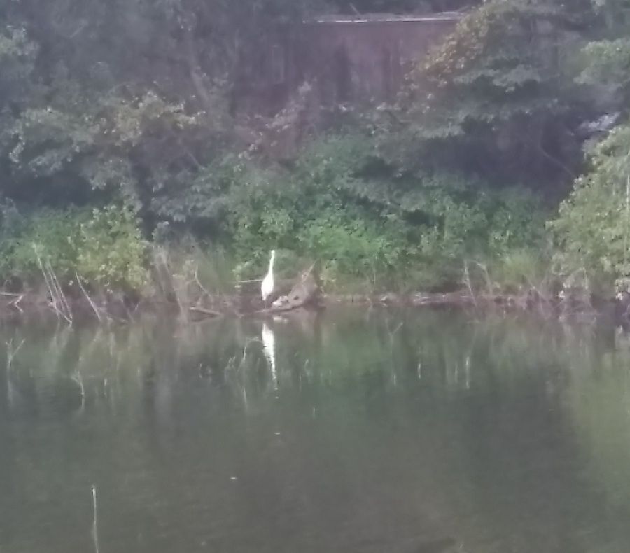 <p>The White Heron Fishing for Breakfast</p>
